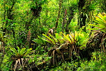 Mountainous Atlantic Rainforest with bromeliads of genus Vriesea at Serra do Mar mountains, Bananal, Sao Paulo State, Southeastern Brazil