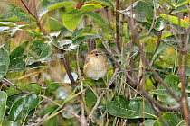 Grassland Sparrow (Amnodramus humeralis) Serra da Canastra National Park,Cerrado Region, Minas Gerais State, Southeastern Brazil.