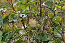 Grassland Sparrow (Ammodramus humeralis) Serra da Canastra National Park,Cerrado Region, Minas Gerais State, Southeastern Brazil.
