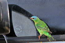 Female Blue Dacnis (Dacnis cayana) fighting her own reflection in car mirror,  Minas Gerais State, Southeastern Brazil