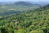 Montane Atlantic Rainforest of Serra Bonita Private Natural Heritage (RPPN Serra Bonita), Camacan, Southern Bahia State, Eastern Brazil.