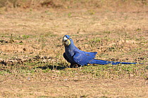 Hyacinth Macaw (Anodorhynchus hyacinthinus) on ground, Pantanalm Brazil.