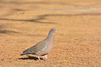 Picazuro Pigeon (Patagioenas picazuro) on ground, Pantanal, Mato Grosso, Brazil.
