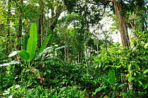 'Cabruca' forest (Lowland Atlantic rainforest with undergrowth cleaned to make room for plantation of cocoa) in Paris Farm of Serra Bonita Private Natural Heritage (RPPN Serra Bonita), Camacan, Southe...