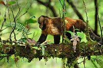 Yellow-breasted Capuchin monkey, or Buff-headed Capuchin monkey (Sapajus xanthosternos) in montane Atlantic Rainforest of Serra Bonita Private Natural Heritage (RPPN Serra Bonita), Camacan, Southern B...