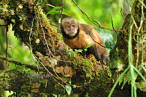 Yellow-breasted Capuchin monkey, or Buff-headed Capuchin monkey (Sapajus xanthosternos) in montane Atlantic Rainforest of Serra Bonita Private Natural Heritage (RPPN Serra Bonita), Camacan, Southern B...