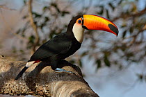 Toco toucan (Ramphastos toco) Pantanal, Brazil.
