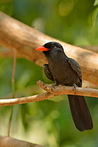 Black-fronted Nunbird (Monasa nigrifrons)  Pantanal, Brazil.