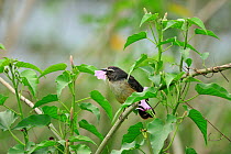 Grayish Saltator (Saltator coerulescens) Pantanal, Mato Grosso State, Western Brazil.