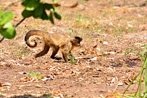 Azara's Capuchin Monkey (Sapajus cay) running in the Cerrado, Mato Grosso State, Western Brazil