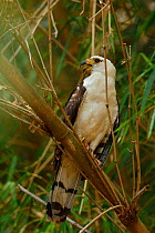 Juvenile Black-and-white Hawk Eagle (Spizaetus melanoleucus) Cerrado, Mato Grosso, Western Brazil.