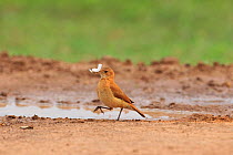 Rufous Hornero (Furnarius rufus) at Pixaim River, Pantanal of Mato Grosso, Mato Grosso State, Western Brazil.