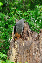 Crane Hawk (Geranospiza caerulescens) near Pixaim River, Pantanal of Mato Grosso, Mato Grosso State, Western Brazil.