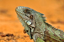 Iguana Lizard (Iguana iguana) portrait, on the shore of Piquiri River, Pantanal, Mato Grosso State, Western Brazil.