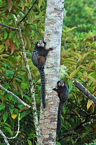 Wied's Black-tufted-ear Marmoset (Callithrix kuhlii) climbing tree, in montane Atlantic Rainforest of Serra Bonita Private Natural Heritage (RPPN Serra Bonita), Camacan, Southern Bahia State, Eastern...