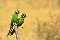 Yellow-collared Macaws (Primolius auricollis) perched on wire fence, Cerrado, Caceres, Mato Grosso, Western Brazil