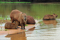 Family of Capybaras (Hydrochoerus hydrochaeris) in Cuiaba River, Pantanal of Mato Grosso, Mato Grosso State, Western Brazil.