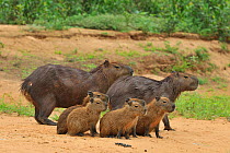 Family of Capybaras (Hydrochoerus hydrochaeris) on river bank of Cuiaba River, Pantanal of Mato Grosso, Mato Grosso State, Western Brazil.