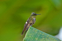 Male Festive Coquette (Lophornis chalybeus) perched on leaf in Atlantic Rainforest, at the municipality of Ubatuba, littoral of Sao Paulo State, Southeastern Brazil.