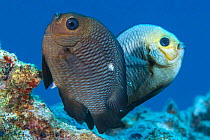Spawning pair of Domino damselfish (Dascyllus trimaculatus) The female is in the foreground, her ovipositor clearly visible. The male is behind with head almost white during the spawning. He will guar...