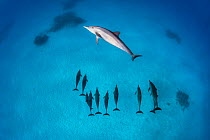 Pod of Spinner dolphins (Stenella longirostris) swimming over shallow sandy lagoon in the centre of coral reef. Fury Shoal, Egypt. Red Sea