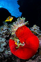 Red Sea anemonefish (Amphiprion bicinctus) with their home, Magnificent sea anemone (Heteractis magnifica) which has closed up in the late afternoon revealing, on coral reef. St Johns Reef. Egypt. Red...