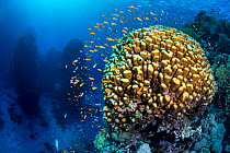 School of Scalefin Anthias (Pseduanthias squamipinnis) around coral head in the Red Sea. Umm Aruk Reef, St Johns Wood, St Johns Reef, Egypt. Red Sea