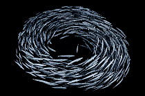 School of Blackfin barracuda (Sphyraena qenie) forming  circle in open water off the wall at Shark Reef, Ras Mohammed Marine Park, Sinai, Egypt. Red Sea.