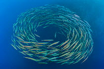RF- School of Blackfin barracuda (Sphyraena qenie) forming  circle in open water at Shark Reef, Ras Mohammed Marine Park, Sinai, Egypt. Red Sea. (This image may be licensed either as rights managed or...