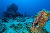 Lionfish (Pterois volitans) sheltering on coral outcrop close to one of Stanier 8F locomotives that was part of cargo of Thistlegorm and now rests nearby on the seabed. Sha'ab Ali, Sinai, Egypt. Red S...