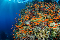 Scalefin Anthias (Pseudanthias squamipinnis) swarm over coral reef, with Fire coral (Millepora dichotoma) in the Red Sea in the morning. Yolanda Reef, Ras Mohammed Marine Park, Sinai, Egypt. Gulf of A...