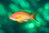 Portrait of male Scalefin anthias (Pseudanthias squamipinnis), showing colouration indicating it is part way from turning from female, swimming in open water, with bokeh effect from sunset, The Altern...