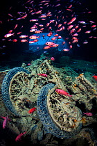 World War II British motorbikes (Norton 16H) stacked up on the back of truck in the hold of wreck of HMS Thistlegorm, with soldierfish (Myripristis murdjan) swimming above. Sha'ab Ali, Sinai, Egypt. R...