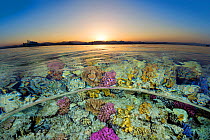 Split level view of shallow coral reef in the Red Sea at sunset. Gordon Reef, Sinai, Egypt. Strait of Tiran, Gulf of Aqaba, Red Sea.