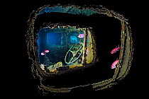 View of steering wheel inside Bedford OYC water tanker 3 ton lorry, from another Bedford OYC truck, deep inside hold of wreck of HMS Thistlegorm. Fish are Red Sea soldierfish (Myripristis murdjan) Sha...
