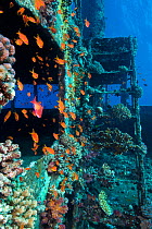 Scalefin anthias (Pseudanthias squamipinnis) on the superstructure of Giannis D wreck. Abu Nuhas, Egypt. Strait of Gubal, Gulf of Suez, Red Sea.