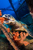 Hawksbill turtle (Eretmochelys imbricata) feeding on red soft corals (Scleronephthya corymbosa) on the wreck of Giannis D, Abu Nuhas reef. Strait of Gubal, Red Sea. Egypt.