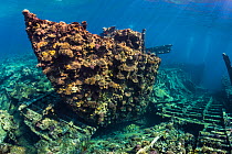 The bow of Chrisoula K wreck (also known as the tile wreck) Abu Nuhas, Egypt. Strait of Gubal, Gulf of Suez, Red Sea.