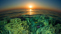 RF- Fish eye view of sunset over the coral reef near Chrisoula K wreck, Abu Nuhas, Egypt. Strait of Gubal, Gulf of Suez, Red Sea. (This image may be licensed either as rights managed or royalty free.)