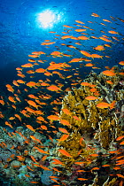 Vibrant Red Sea reef scene, with orange female Scalefin anthias (Pseudanthias squamipinnis) swarming in front of Fire coral (Millepora dichotoma) feeding on plankton brought to the reef by currents. R...