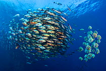Large school of Bohar snappers (Lutjanus bohar) gather with smaller shoal of Batfish (Platax orbicularis) in open water off Ras Mohammed at the tip of Sinai, Egypt. These schools gather only in summer...