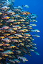 School of large Bohar snappers (Lutjanus bohar) gathered in spawning aggregation off Ras Mohammed, Sinai, Egypt. Red Sea.