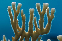 Backlit photo of stinging nematocysts on colony of Fire coral (Millepora dichotoma) Gubal Island, Egypt. Strait Of Gubal, Red Sea.