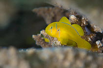 Lemon coral goby (Gobiodon citrinus) sheltering in the branches of coral (Acropora sp.) Gubal Island, Egypt. Strait Of Gubal, Red Sea.