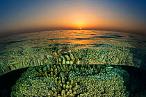 Split level view of coral reef with corals (Acropora sp.) and Sargassum seaweed (Turbinaria decurrens) at sunset. Abu Nuhas, Egypt. Strait of Gubal, Red Sea.