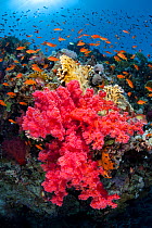 RF- Colourful scene on coral reef, with soft coral (Scleronephthya corymbosa) and Scalefin anthias (Pseudanthias squamipinnis). Jackson Reef, Strait of Tiran, Sinai, Egypt. Gulf of Aqaba, Red Sea. (Th...