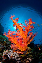 Soft coral (Dendronephthya hemprichi) on coral reef, Strait of Tiran. Gulf of Aqaba, Red Sea. Sinai, Egypt.