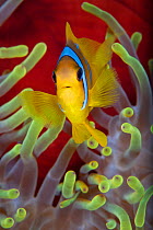 Red Sea anemonefish (Amphiprion bicinctus) in front of magnificent sea anemone. Anemone City, Ras Mohammed Marine Park, Sinai, Egypt. Gulf of Aqaba, Red Sea.