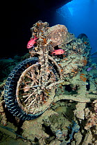British World War II BSA M20 motorbike inside Hold 2 of wreck of HMS Thistlegorm, home to pair of Red Sea soldierfish (Myripristis murdjan) and nudibranch (Nembrotha megalocera) in the centre of front...