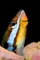 Blue-striped fangblenny (Plagiotremus rhinorhynchos) peeking out of its hole in coral reef. These small fish live in holes but dart out to eat the scales from other fish. Sinai, Egypt. Gulf of Aqaba,...